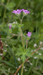 Dovefoot geranium